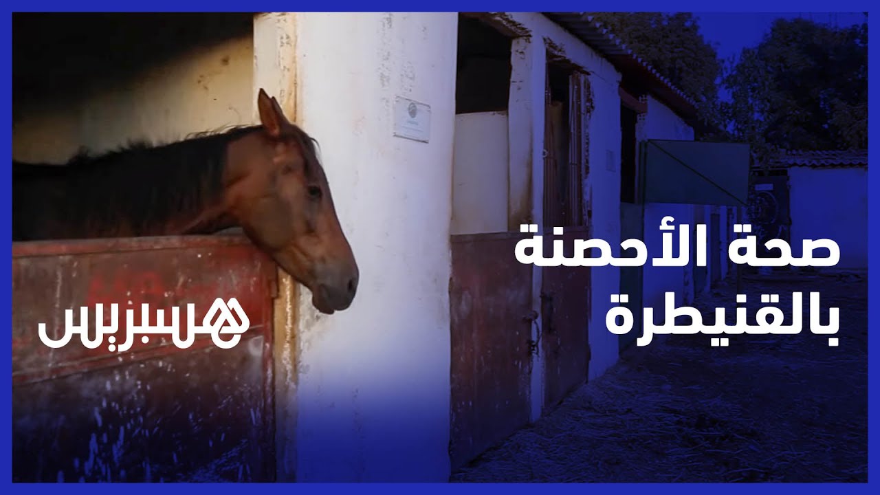 بعد فيديو متداول حول إهمال صحة أحصنة بالقنيطرة.. مسؤولي نادي الفروسية يوضحون