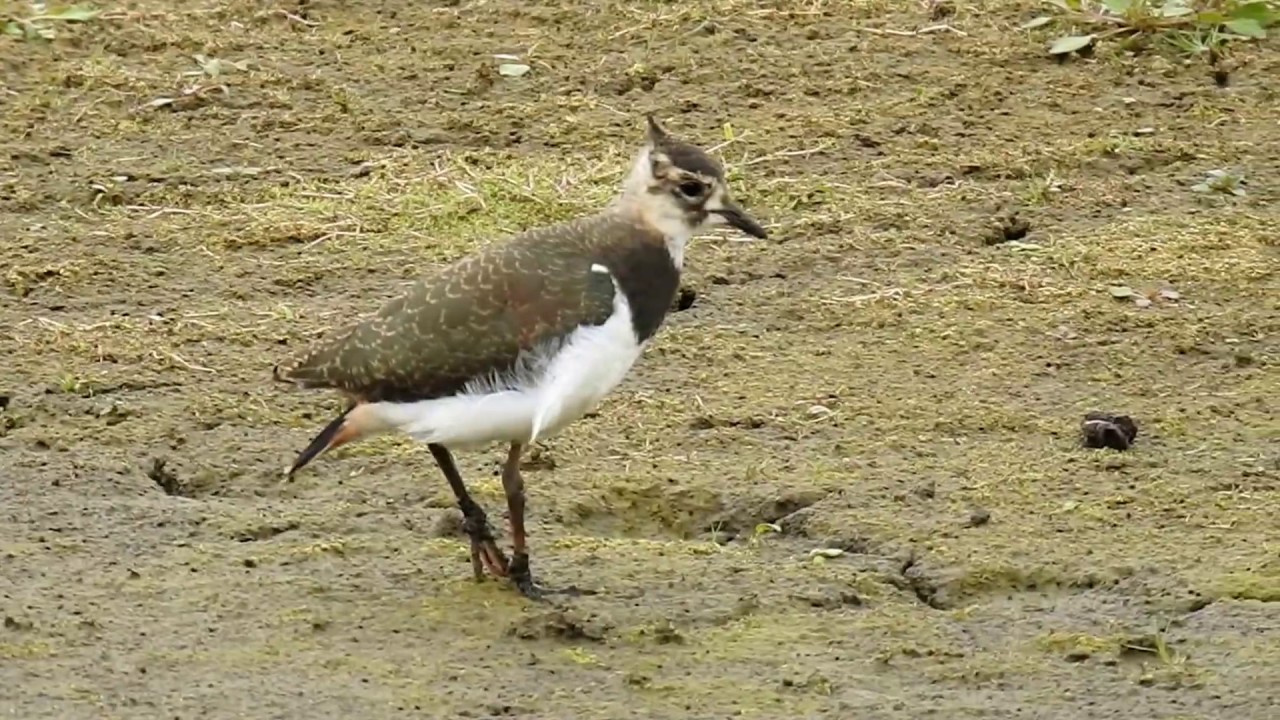 Juvenile Lapwing feeding