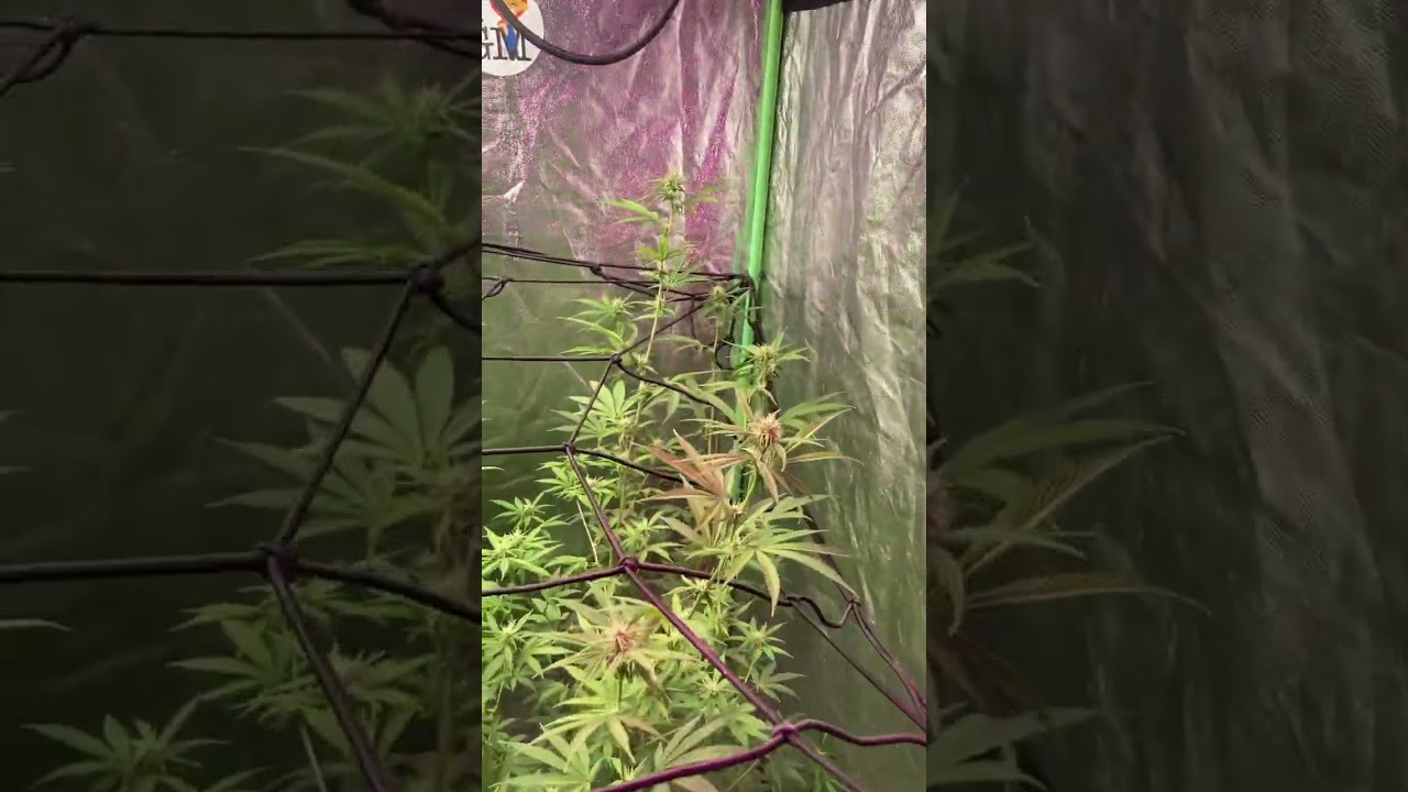 2 weeks flower using Humboldt #Secret nutrients #