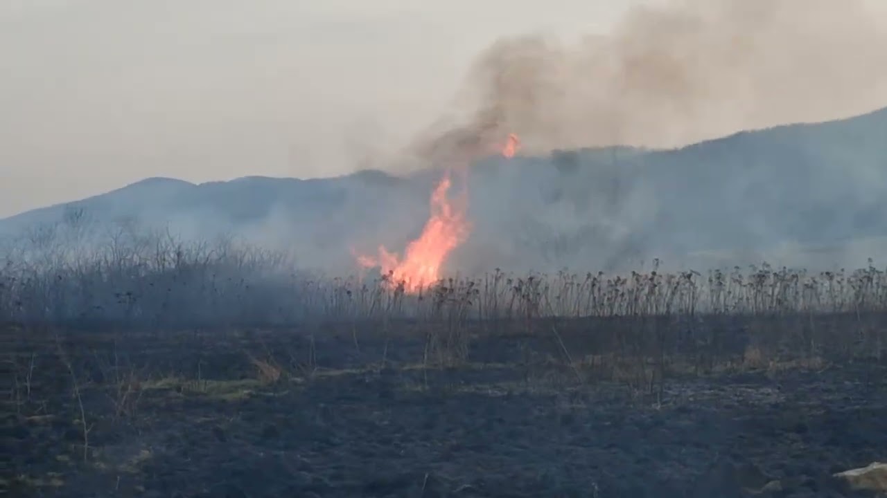 Pożar pól w Pieszycach za basenem