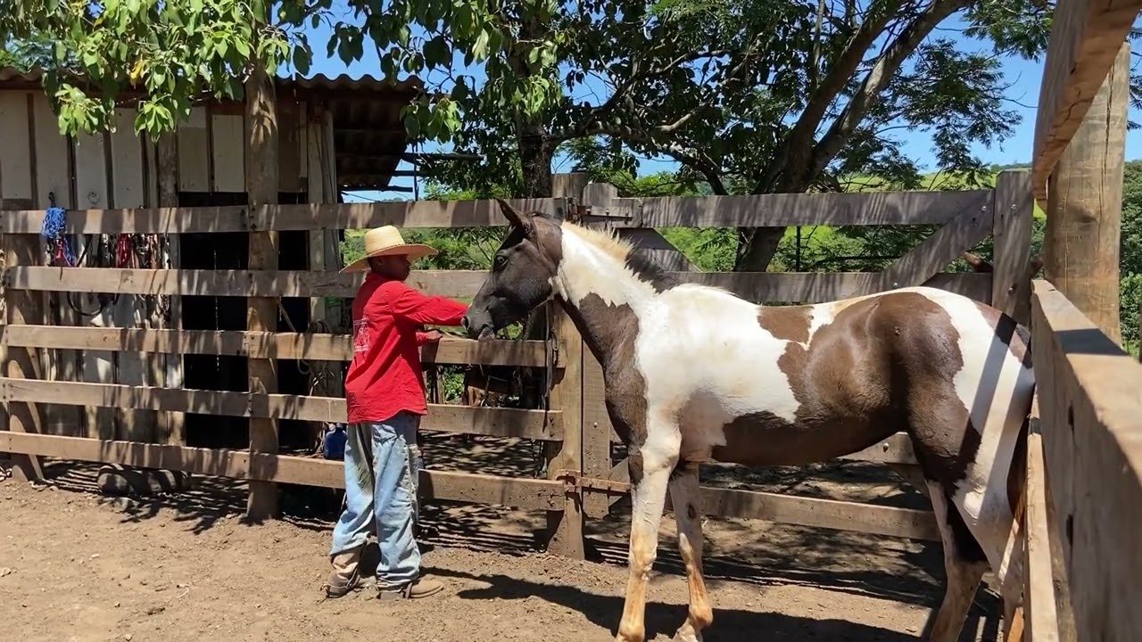 “Iniciando a Doma de uma Linda Potra Paint Horse”