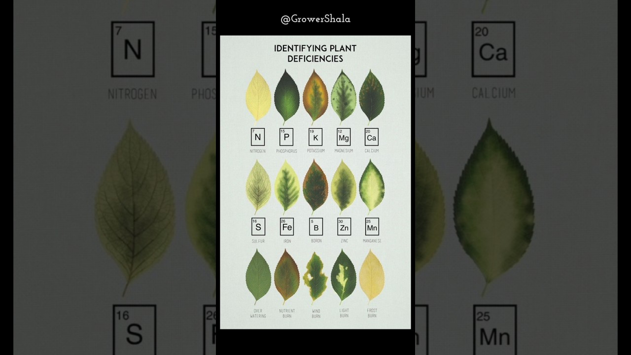 Nutrient Deficiency Symptoms on Leaves #GrowerShala #plants