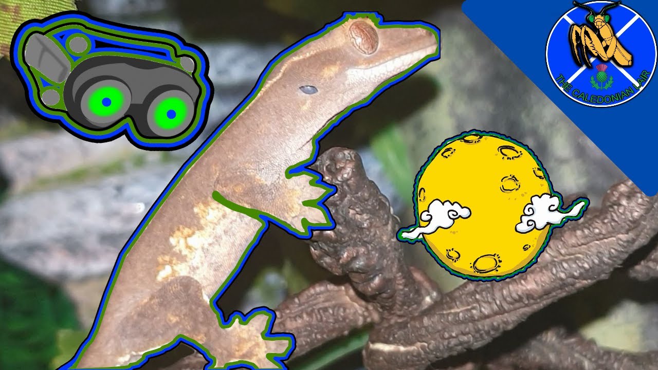 NIGHT ACTIVITY of our CRESTED GECKO!