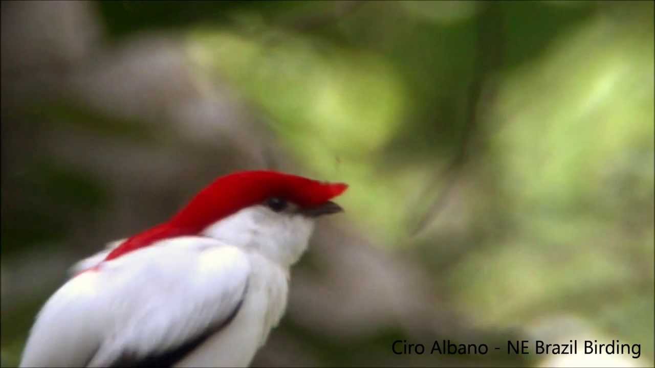 Araripe Manakin - Soldadinho-do-araripe - Antilophia bokermanni
