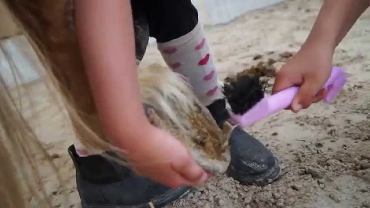 Présentation du Centre Equestre de Vernouillet (78)