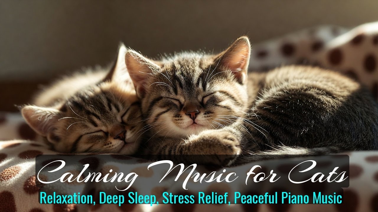 LIVE Fluffy Kitten Sleep Stream for Cozy Vibes 💤 | Season 53