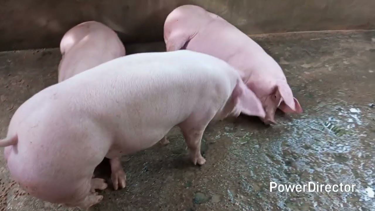 F1 pig ko may gain kaya pag naibenta?
