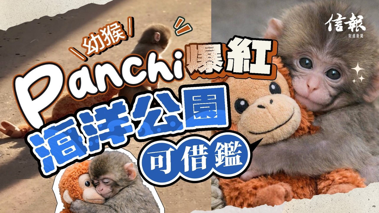借鑑Panchi爆紅 海洋公園或可擺脫財困｜信報高天佑專欄｜新聞點評｜日本獼猴｜Panchi｜市川動植物園｜海洋公園｜樹獺｜企鵝｜網絡演算法｜AI年代【論盡熱話系列】