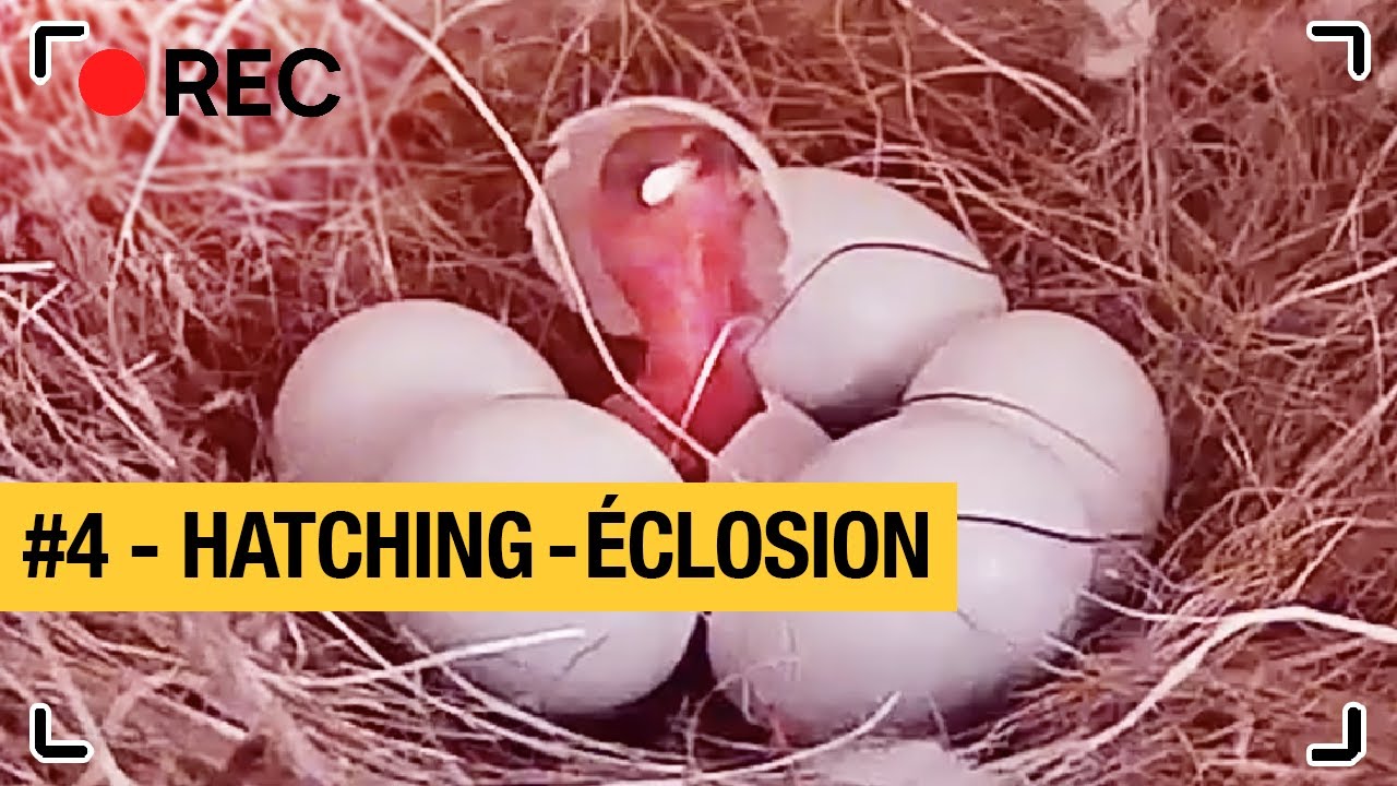 Henri & Paulette #4 : HATCHING | ECLOSION | Java sparrow - Padda - ブンチョウ Buncho 文鳥ら| Nest box camera