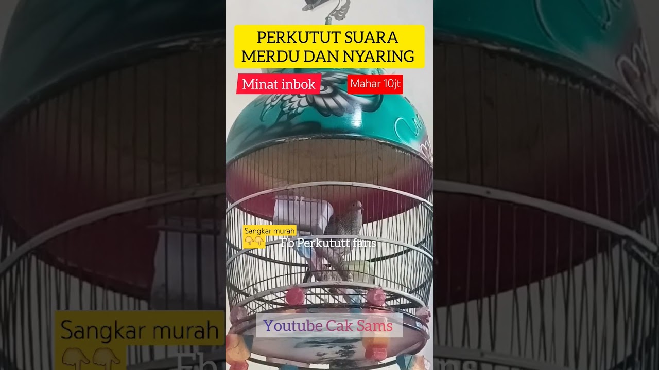 Perkutut mewah suara merdu dan nyaring buat masteran pancingan perkutut #gacor #perkutut #hobi #bird