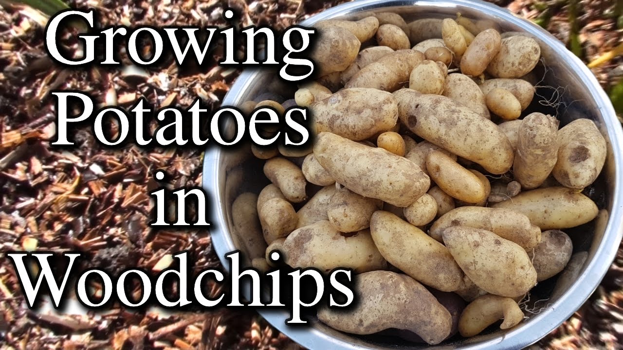 Growing Potatoes in Woodchip Mulch Raised Garden Bed