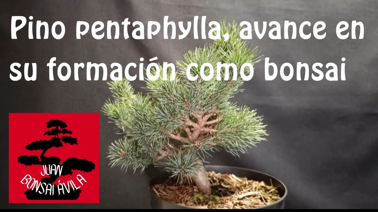 Pino pentaphylla, pino blanco japon&eacute;s, pino parviflora, pre bonsai avanzando en su formaci&oacute;n 🌲