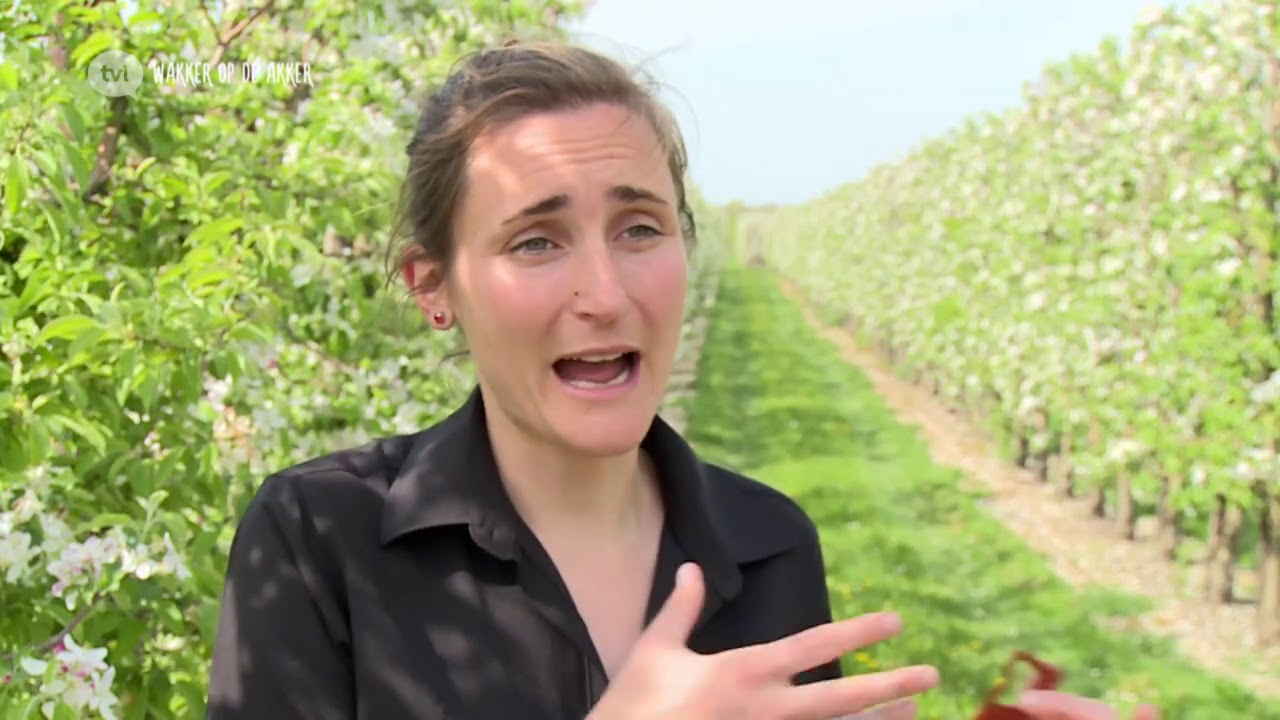 Feromonen in de fruitteelt   TV Limburg