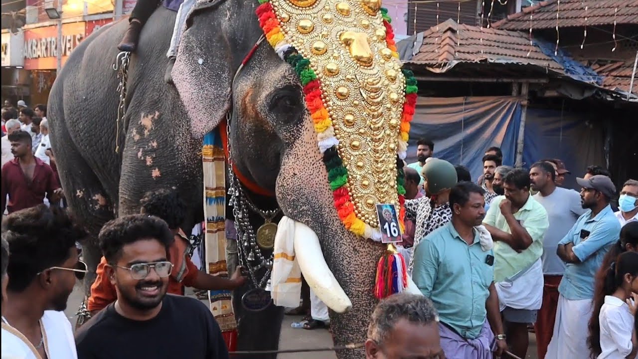 ആന ഇടഞ്ഞ കൂറ്റനാട് ഫെസ്റ്റ് #elephant #youtube #pooram #viralvideos