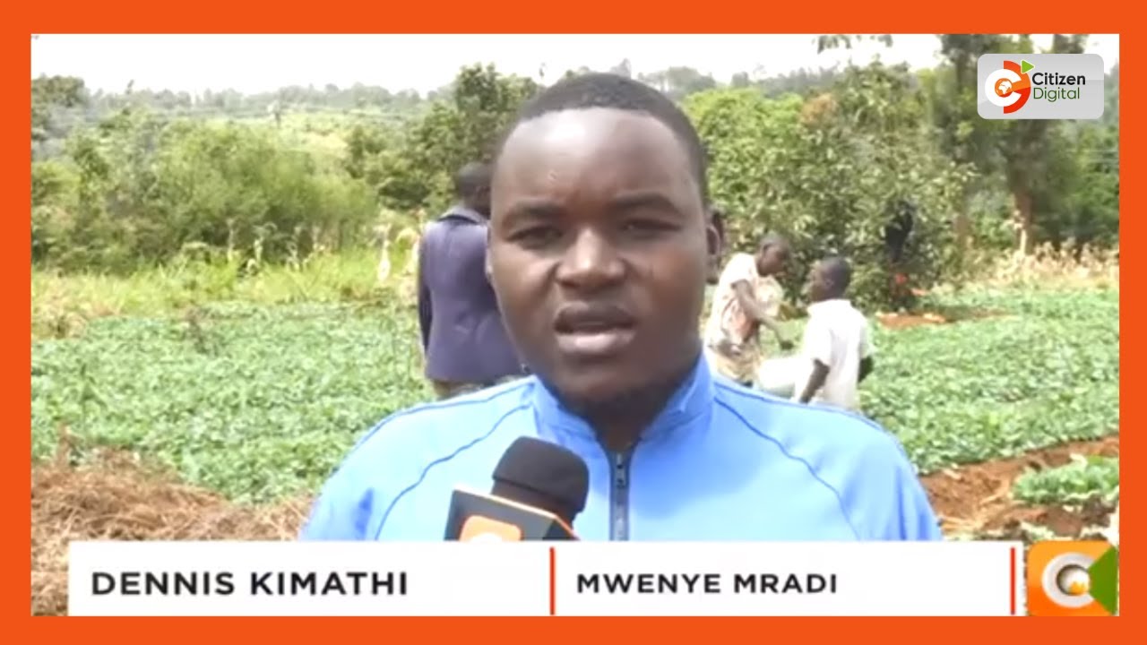 Kijana mmoja aanzisha mradi wa kilimo cha sukuma wiki katika kaunti ya Meru