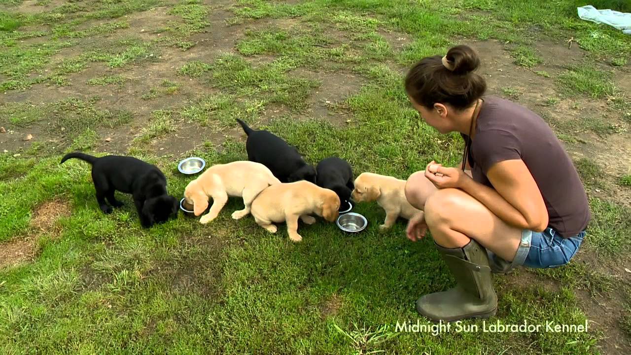 midnight sun labrador kennel