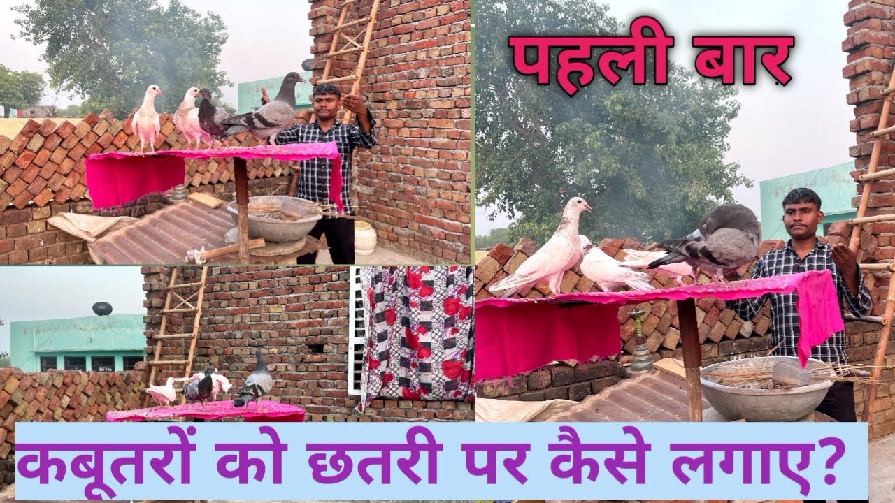 ||पहली बार कबूतरों को छतरी पर कैसे लगाए?