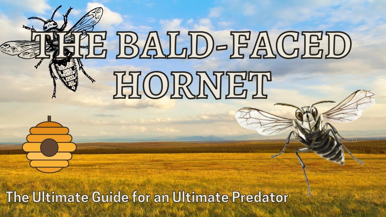 The Critter Chronicles | The Bald Faced Hornet