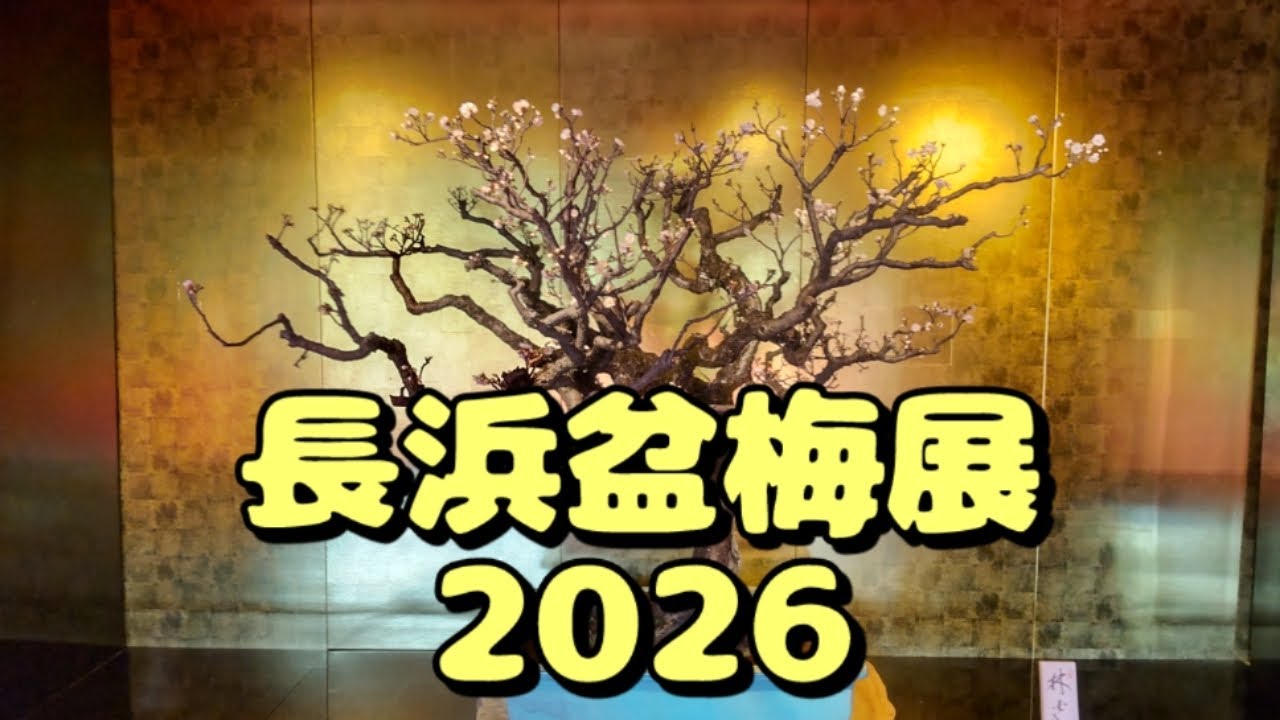 【近江をあるく】長浜盆梅展2026🌺もう見頃✨️Plum Bonsai in Nagahama