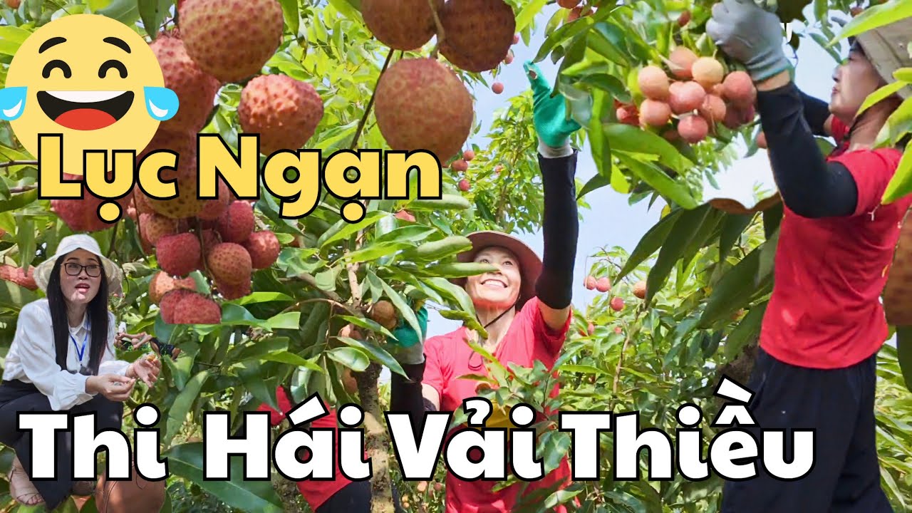 Vui Quá - 