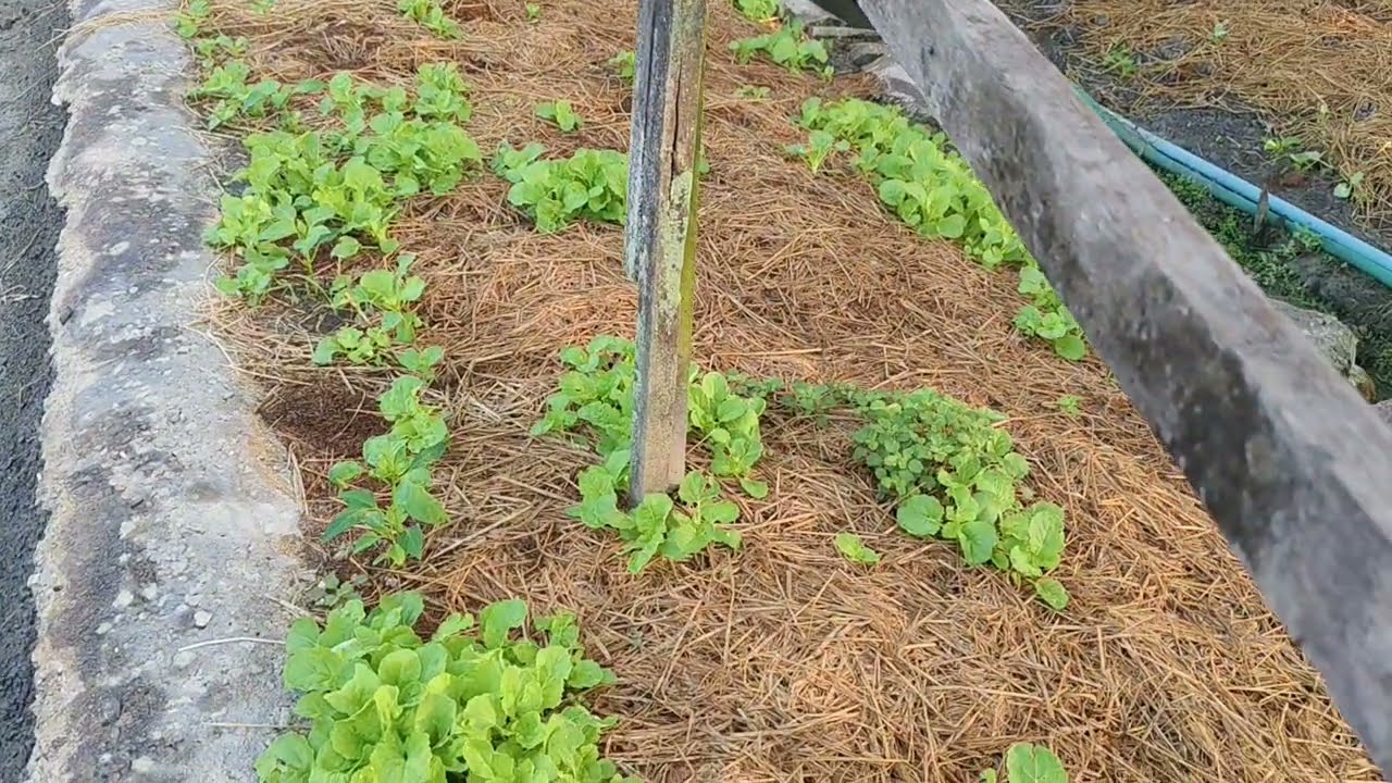 อัพเดทสวนผักข้างบ้าน ช่วงนี้มีผักอะไรกินบ้าง#garden#ปลอดสารพิษ 