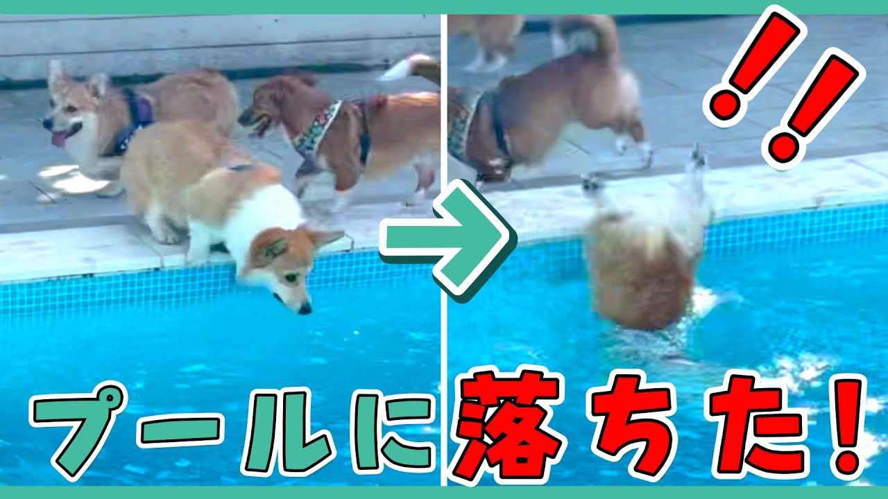 滑る、落ちる、溺れる、漫画みたいなコーギー犬【ロサガーデン】