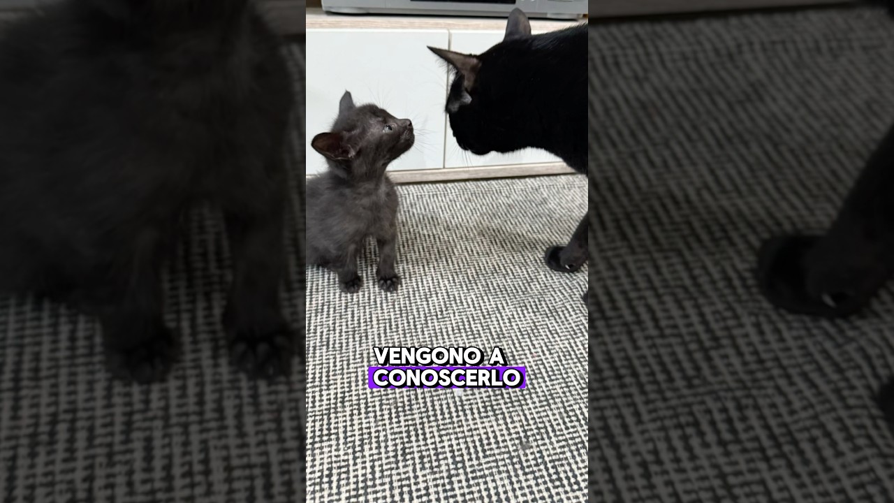 Inserimento tra #gatti | #gattini #gatto #larygattini