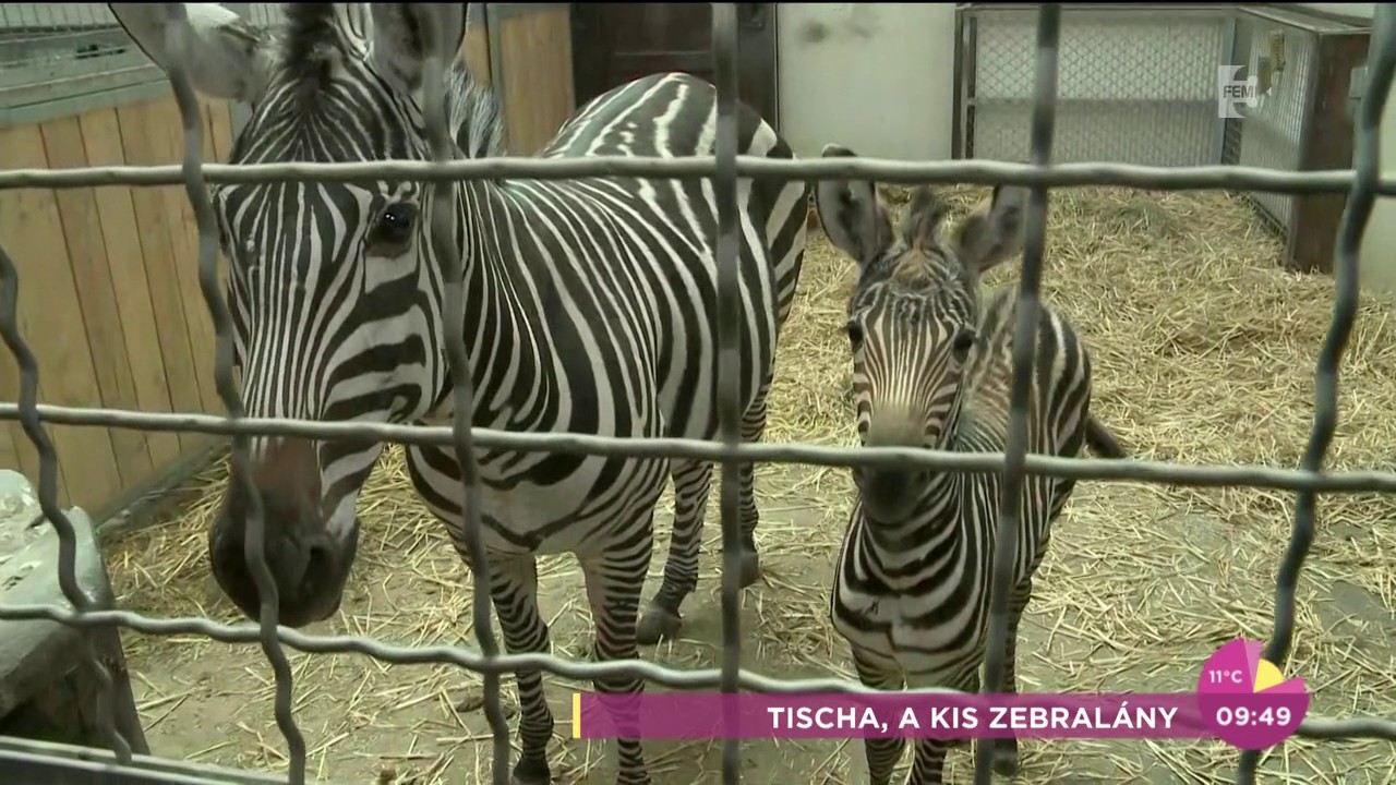 Cuki! Zebralány született a Fővárosi Állatkertben - tv2.hu/fem3cafe