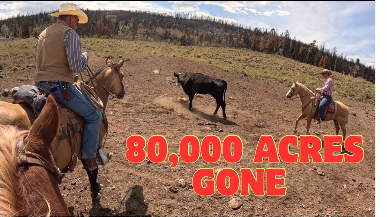 Saving Cows with Burnt Feet….On a Tiny Horse?! 