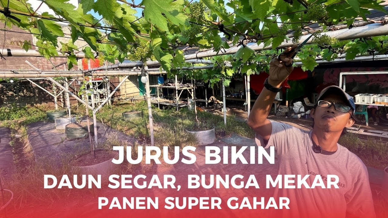 Cara Bikin Daun Segar, Bunga Mekar, Panen Super Gahar!