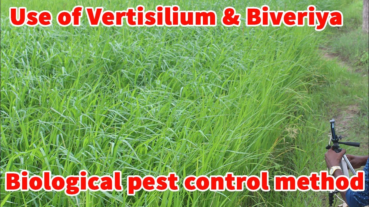 நுண்ணுயிரி மூலம் ஒருங்கிணைந்த பூச்சி கட்டுப்பாடு | Biological pest control method | Bio-fertilizers