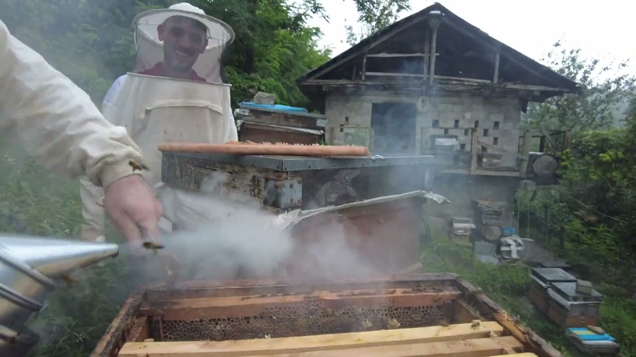 kestane bal sağımı 2024