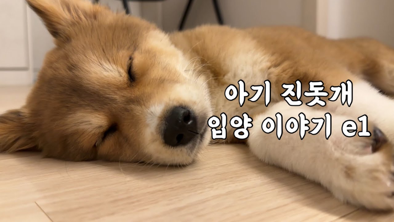 진돗개 임시보호와 아기 진돗개 입양 스토리 (포인핸드, 화성동물보호소)