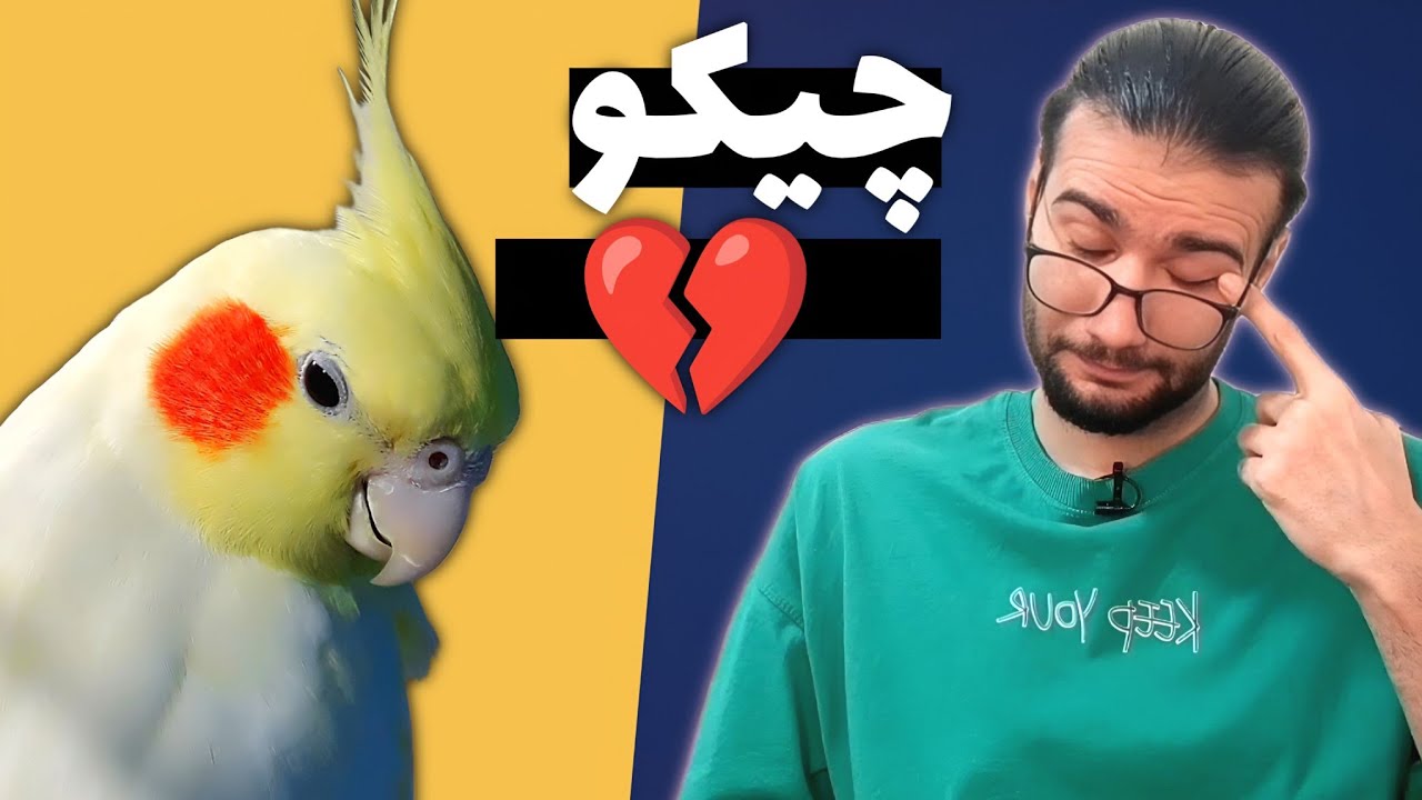 چیکو… پرنده‌ای که هنوز دلم براش می‌لرزه 💔😞 | و جواب چندتا از سوالات شما