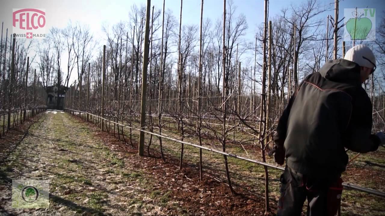 Cięcie sadu - Felco 820 - zima 2013 ( Pruning apple trees - winter 2013 ; Obstbau Schnittgeräte )