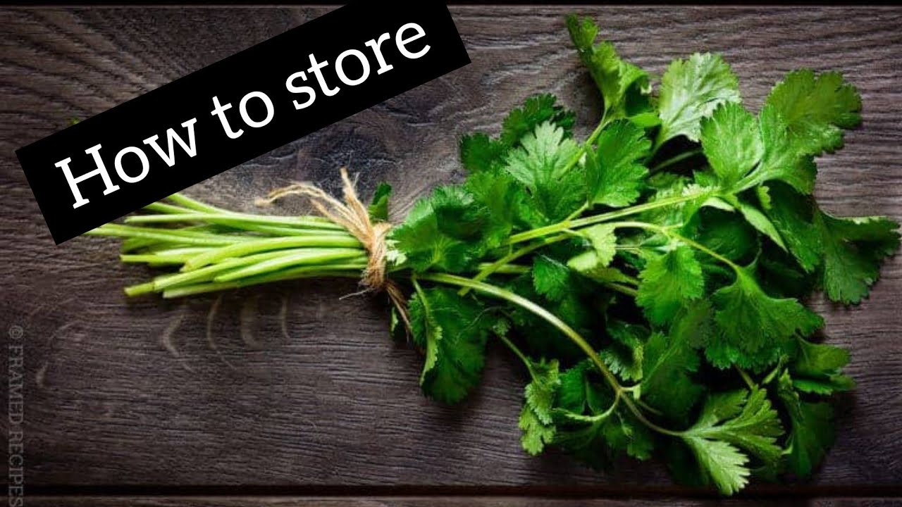 How to preserve your herbs/garlic/chillies for weeks || Cilantro Saving Tip