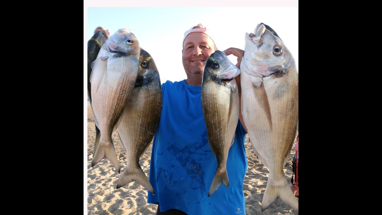 PESCA SURFCASTING CEBOS CON PVA Y CAPTURA DORADAS SEGUNDA PARTE