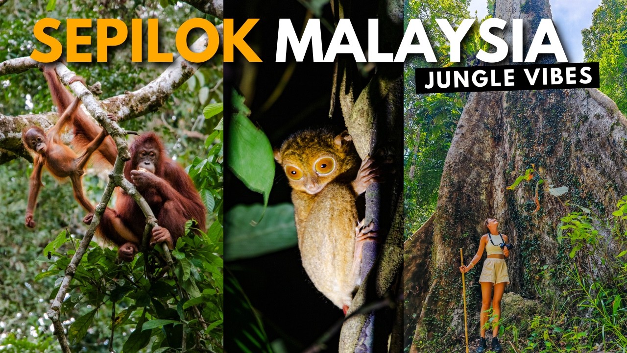 Посмотрите это перед посещением Центра орангутангов Сепилок 🇲🇾 Wildlife Malaysia VLOG