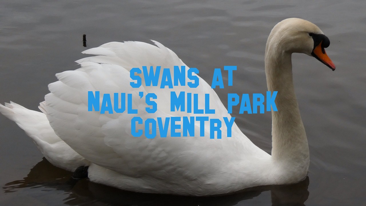 Swans at Naul's Mill Park, Coventry