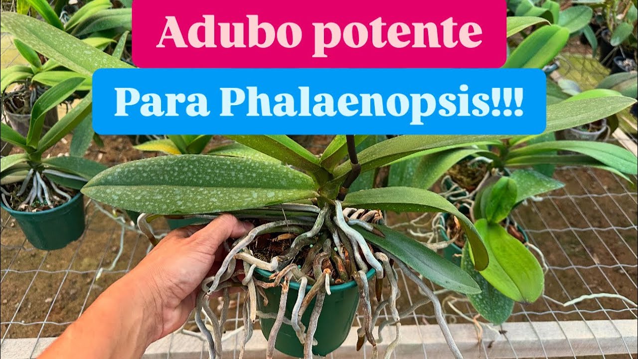 MELHOR ADUBO PARA PHALAENOPSIS!!!