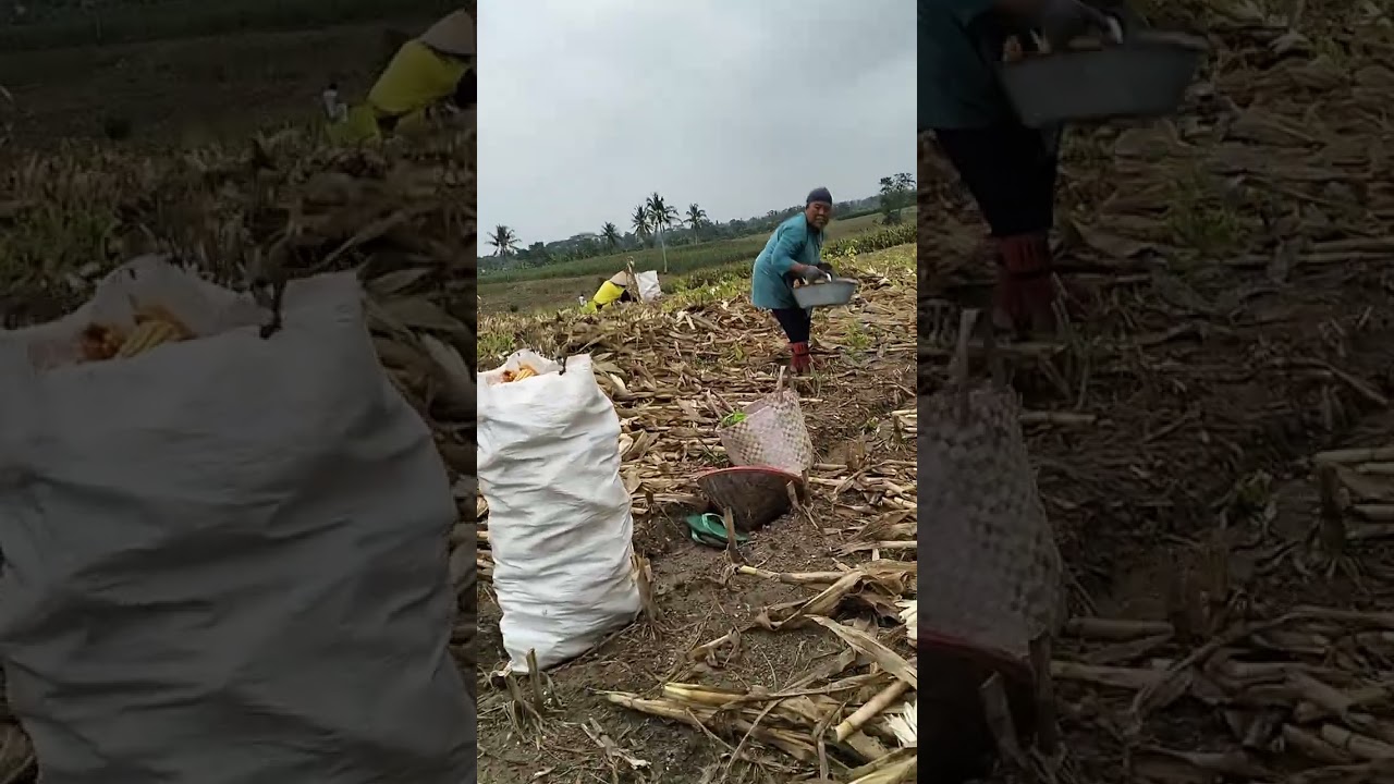 Kupas jagung manual 