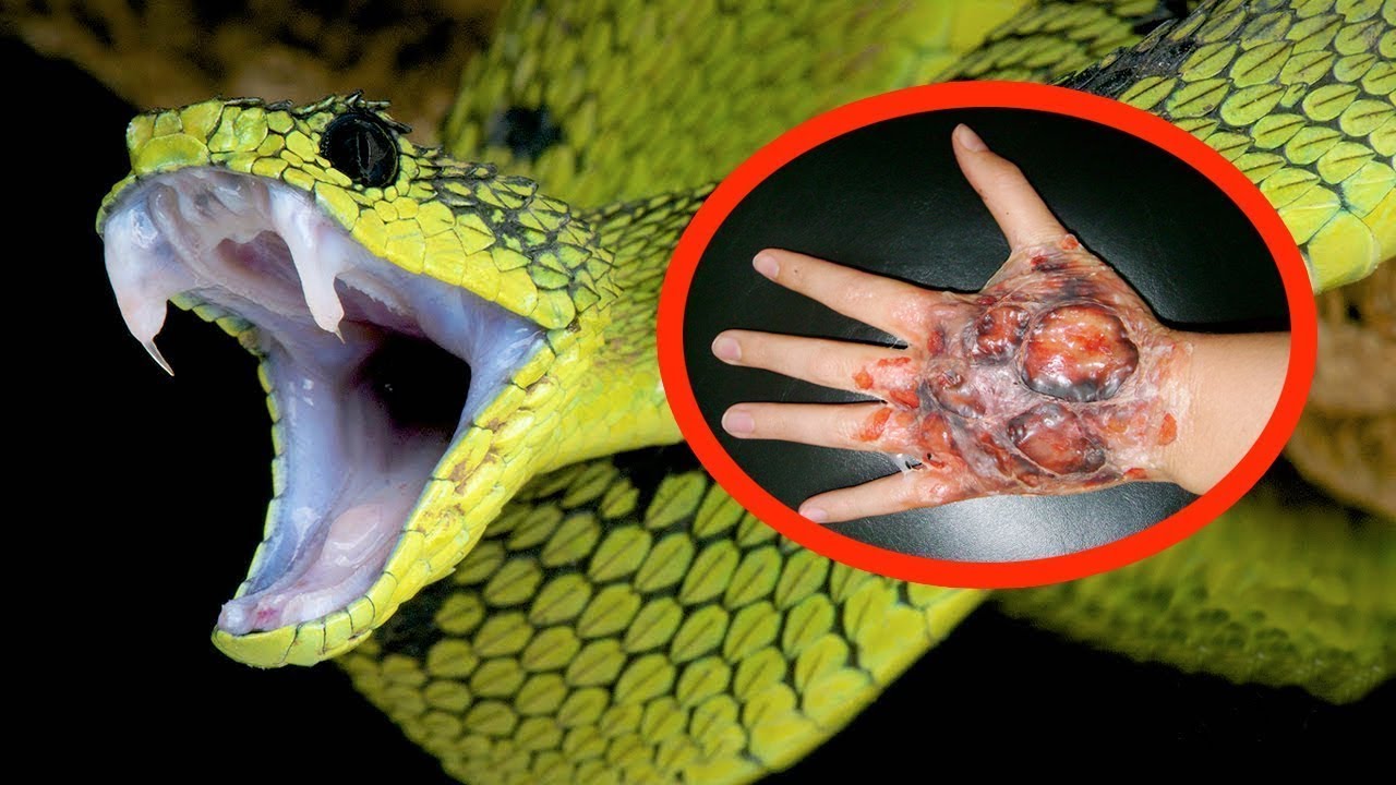 Top 10 EXTREMELY SHOCKING facts on Snakes