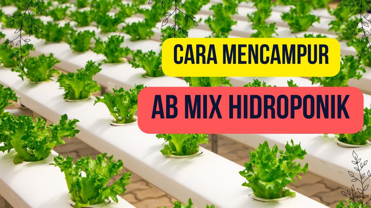 CARA MENCAMPUR LARUTAN ABMIX HIDROPONIK