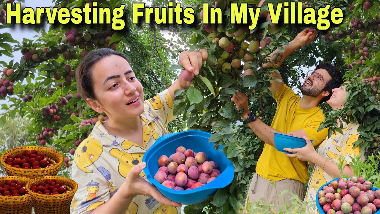 Gaon Me Ye Mera Favorite Time Hai || Harvesting Fresh Fruits In My Village || Jyotika and Rajat