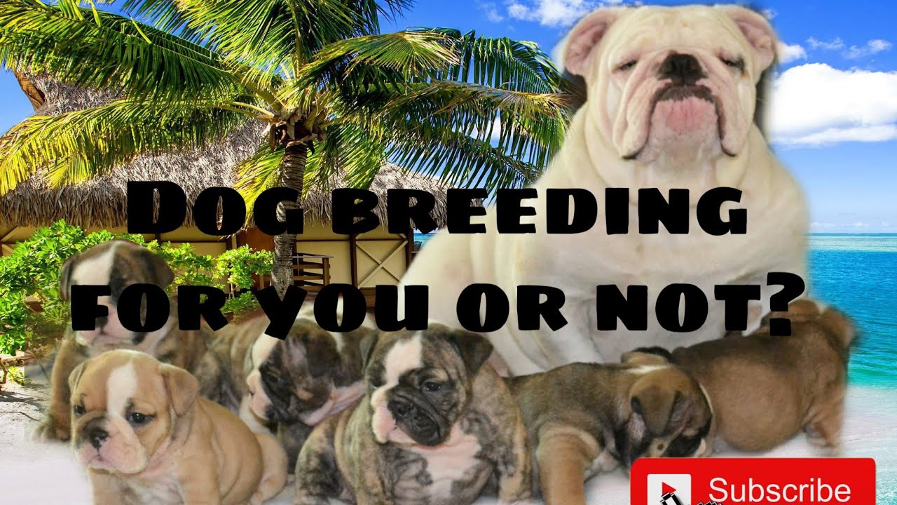 Dog Breeding True Information overview part 1 (explained)