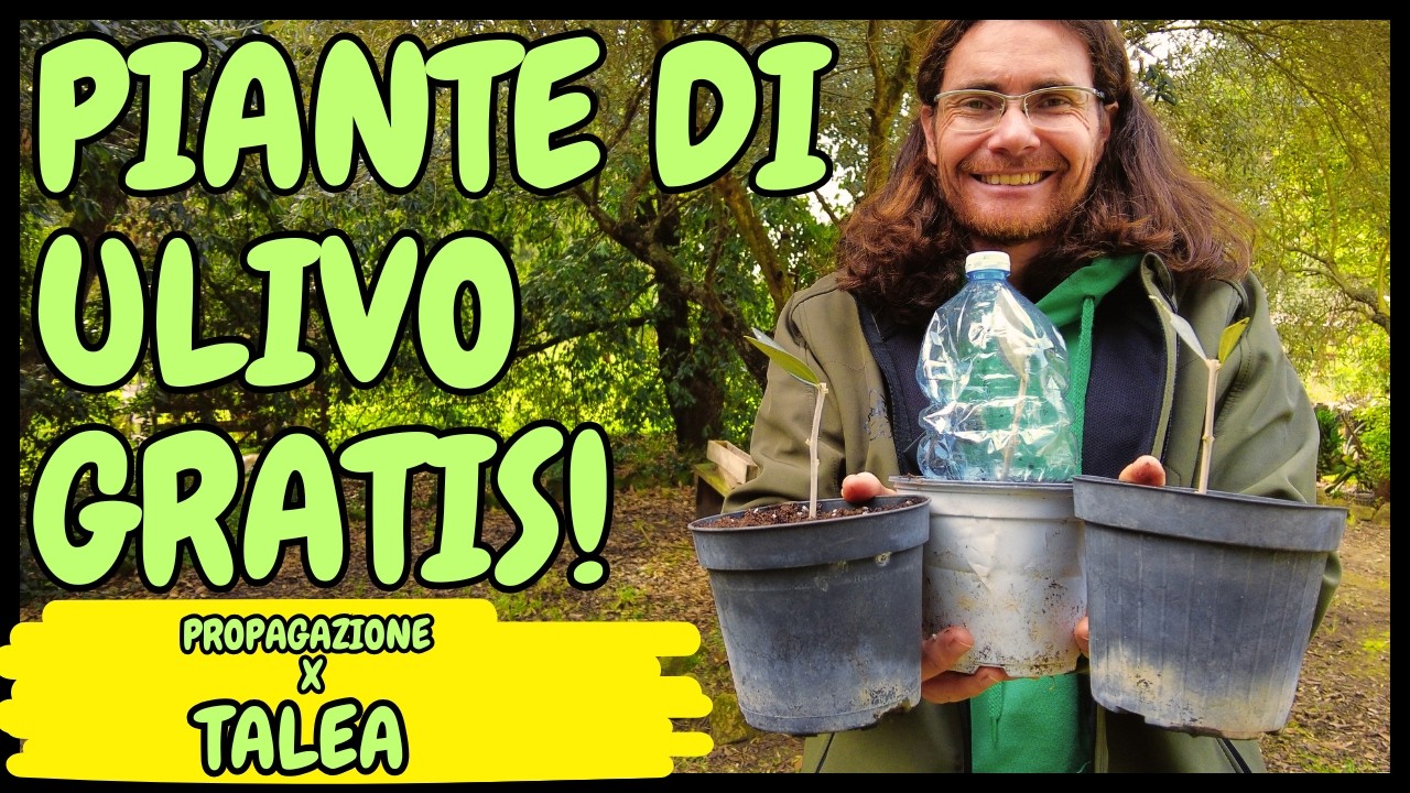 COME e QUANDO fare la TALEA di ULIVO? (Olea europaea) | Guida pratica passo - passo