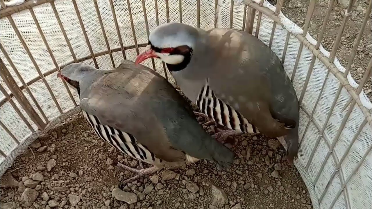 Chakor partridge breeding | Chakor  crossing
