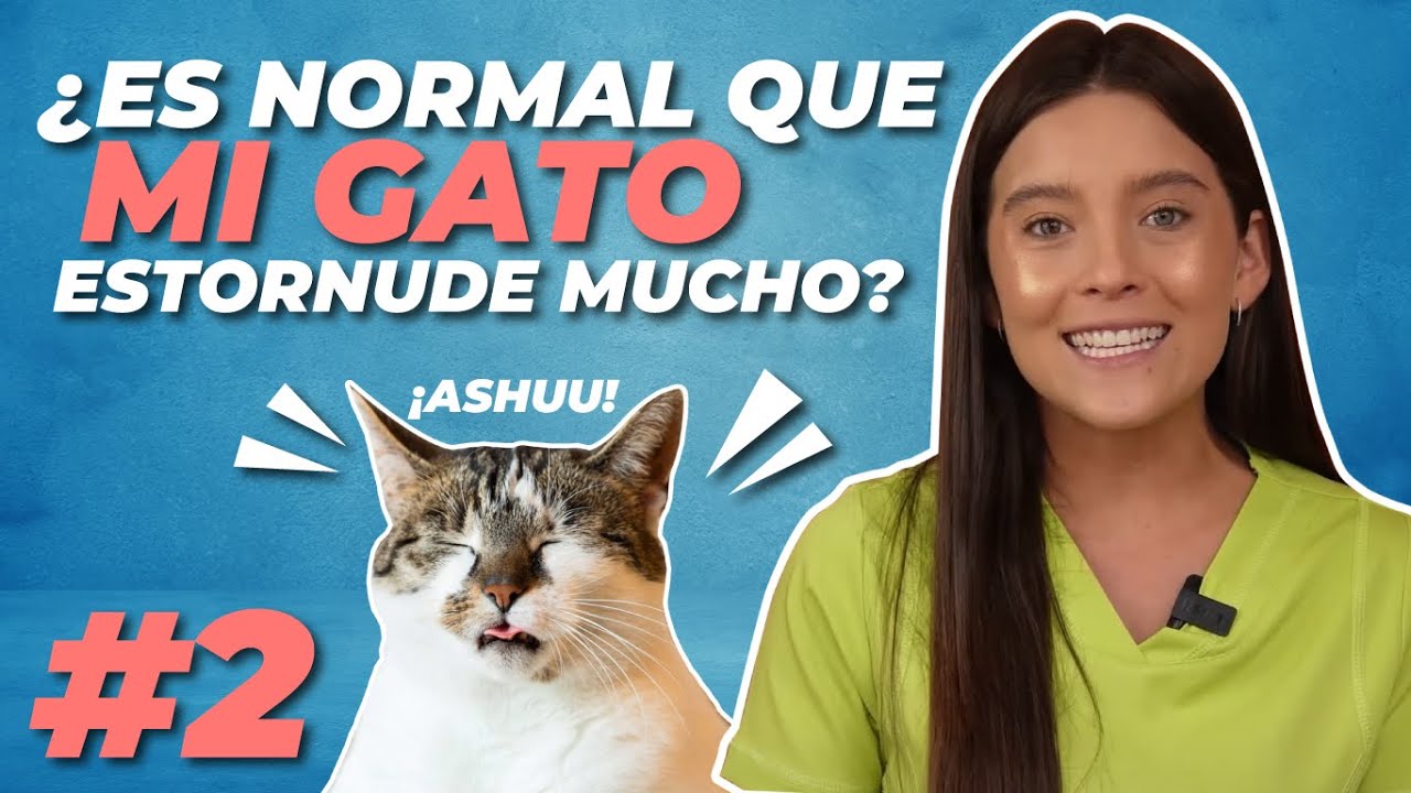 ¿Por qué mi GATO ESTORNUDA TANTO? 🐱🤧 ¡Conoce 8 POSIBLES CAUSAS! 🤧 ✅ | Agrocampo|
