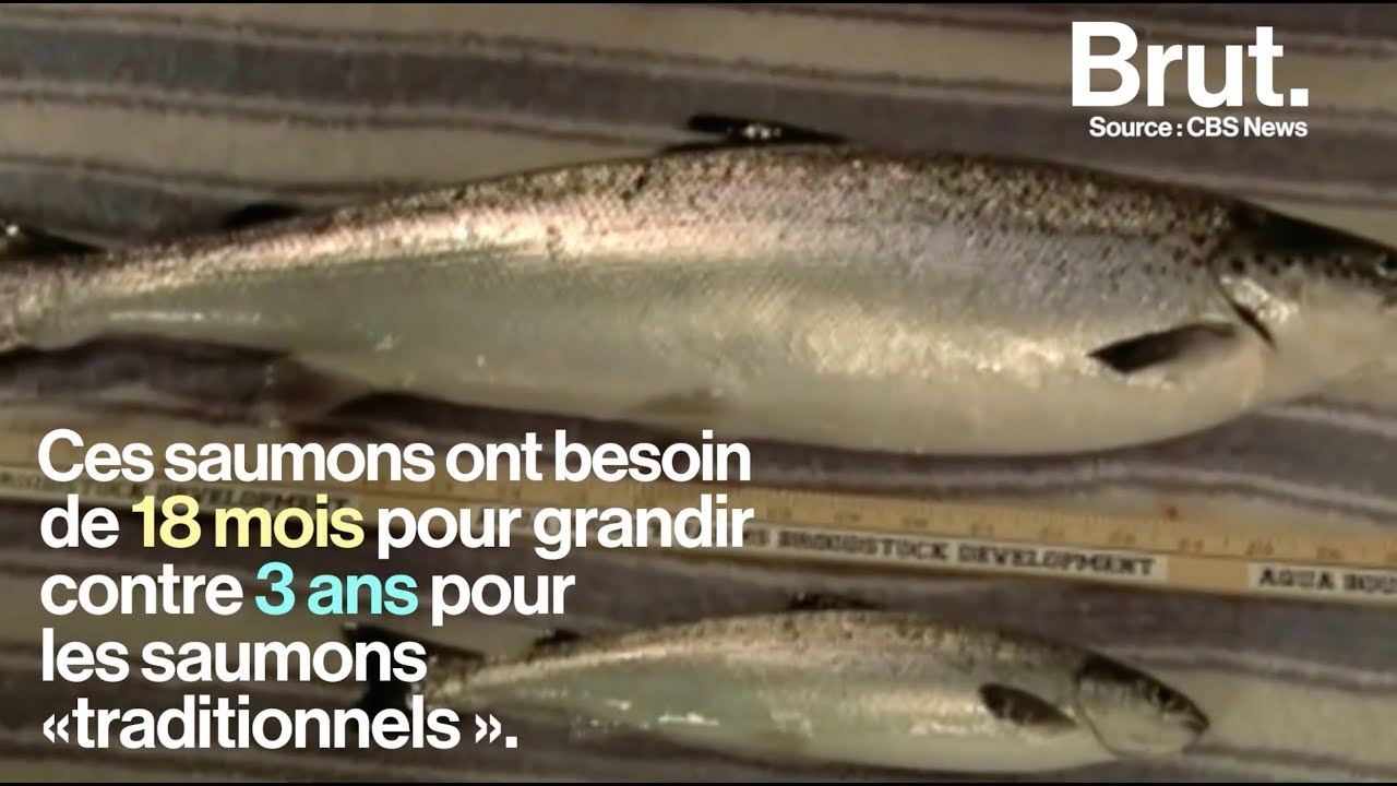 Le saumon transgénique débarque au Canada