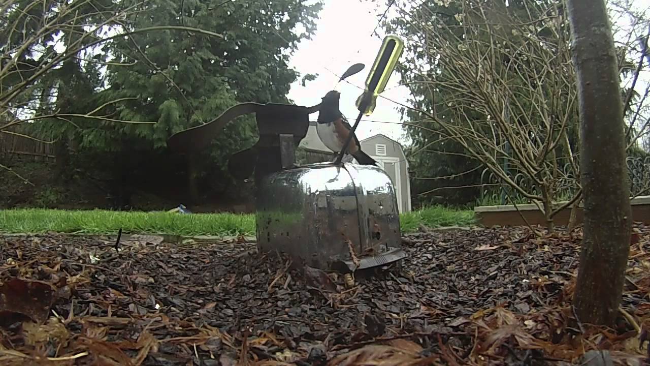 bird abusing my toaster dog